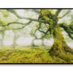 STAMPA SU TELA LACCATA C/CORNICE FORESTA CM 90X4X60