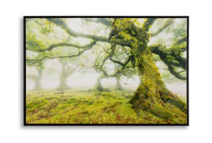 STAMPA SU TELA LACCATA C/CORNICE FORESTA CM 90X4X60