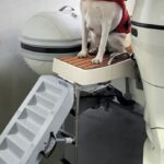 Osculati 49.538.20 Scaletta Per Cani  Scaletta Per Cani scalette amovibili