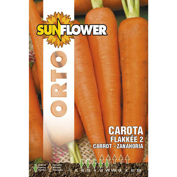SEMENTI CAROTA FLAKKEE 2 SUNFLOWER SNO 23/13 SEMENTI F