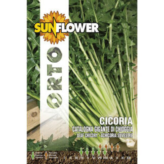 SEMENTI CICORIA GIGANTE DI CHIOGGIA SUNFLOWER SNO 40/22 SEMENTI F