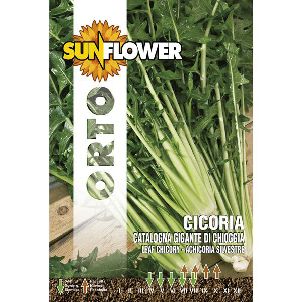 SEMENTI CICORIA GIGANTE DI CHIOGGIA SUNFLOWER SNO 40/22 SEMENTI F