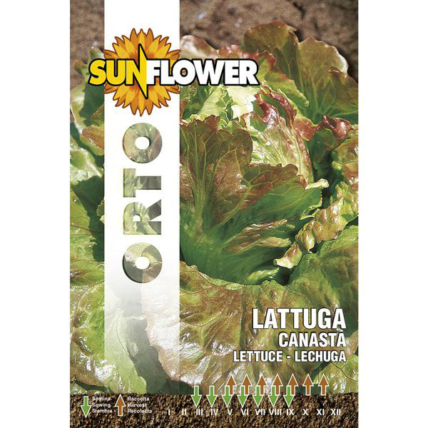 SEMENTI LATTUGA CANASTA SUNFLOWER SNO 79/72 SEMENTI F