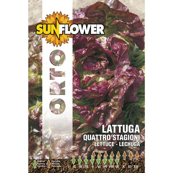 SEMENTI LATTUGA QUATTRO STAGIONI SUNFLOWER SNO 79/5 SEMENTI F