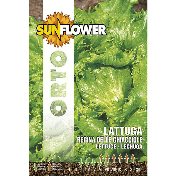 SEMENTI LATTUGA REGINA DELLE GHIACCIOLE SUNFLOWER SNO 86/8 SEMENTI F
