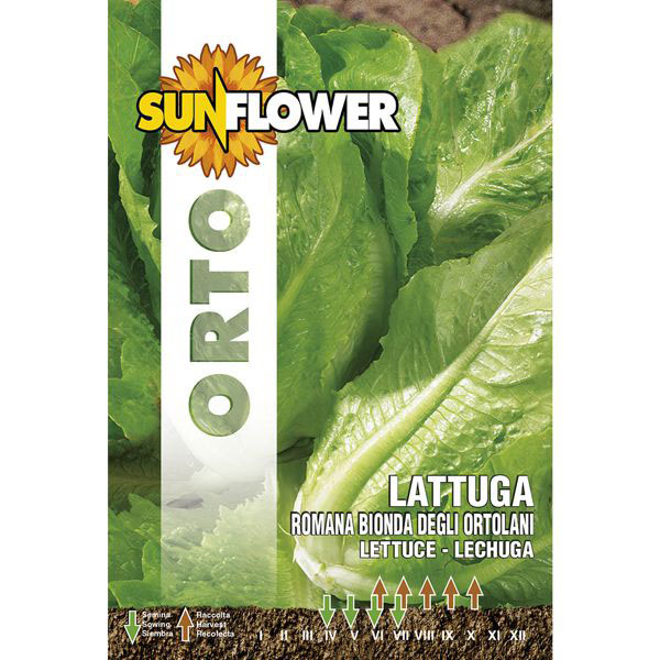 SEMENTI LATTUGA ROMANA BIONDA SUNFLOWER SNO 84/4 SEMENTI F