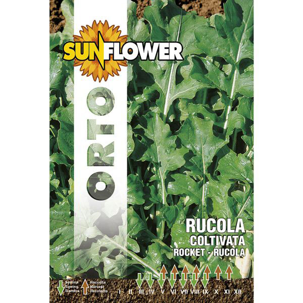 SEMENTI RUCOLA COLTIVATA FOGLIA LARGA SUNFLOWER SNO 115/1 SEMENTI F