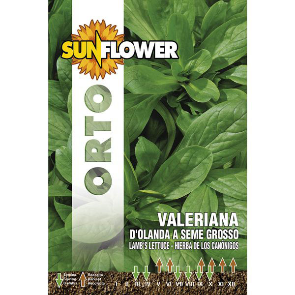 SEMENTI VALERIANA D'OLANDA SUNFLOWER SNO 140/3 SEMENTI F