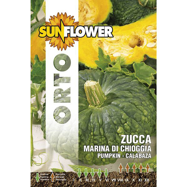 SEMENTI ZUCCA MARINA DI CHIOGGIA SUNFLOWER SNO 145/2 SEMENTI F