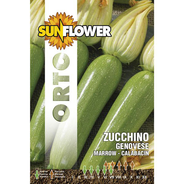 SEMENTI ZUCCHINO GENOVESE SUNFLOWER SNO 146/10 SEMENTI F