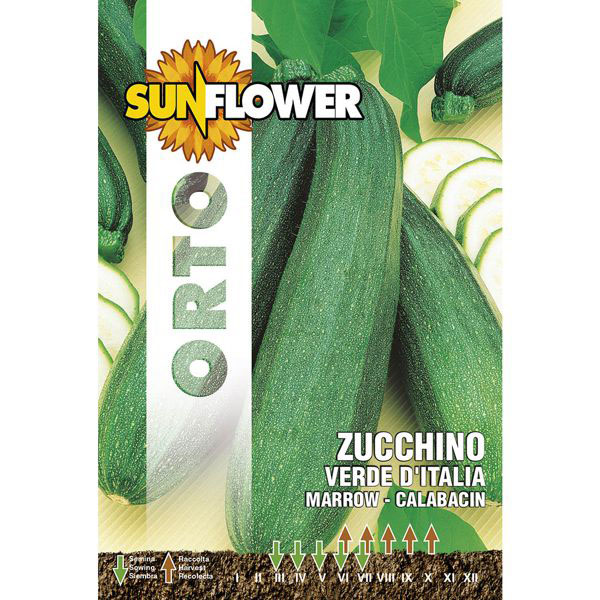 SEMENTI ZUCCHINO VERDE ITALIA SUNFLOWER SNO 146/36 SEMENTI F