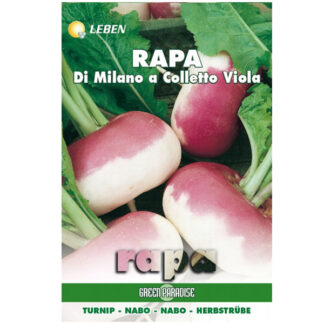 SEMENTI RAPA MILANO COLLETTO VIOLA LEBEN LBO 110/14 SEMENTI F