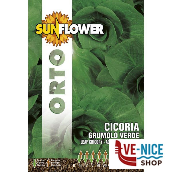 SEMENTI CICORIA GRUMULO VERDE SUNFLOWER SNO 40/2 SEMENTI F - immagine 2