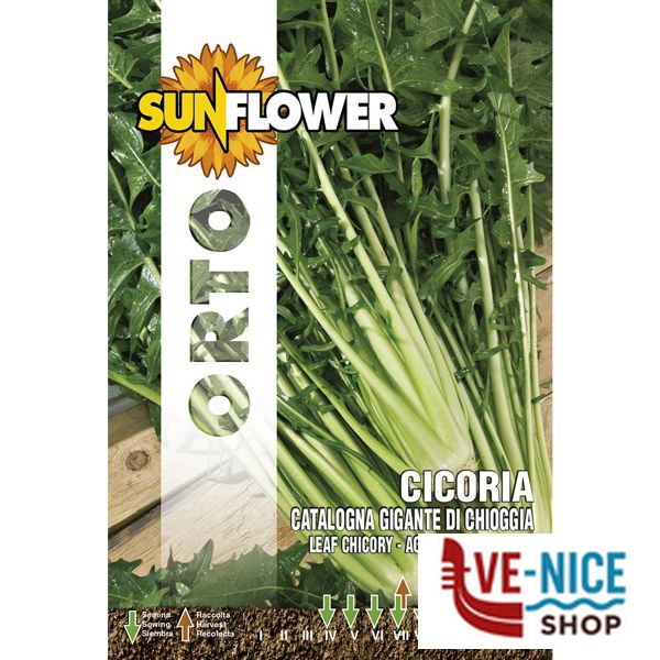 SEMENTI CICORIA GIGANTE DI CHIOGGIA SUNFLOWER SNO 40/22 SEMENTI F - immagine 2