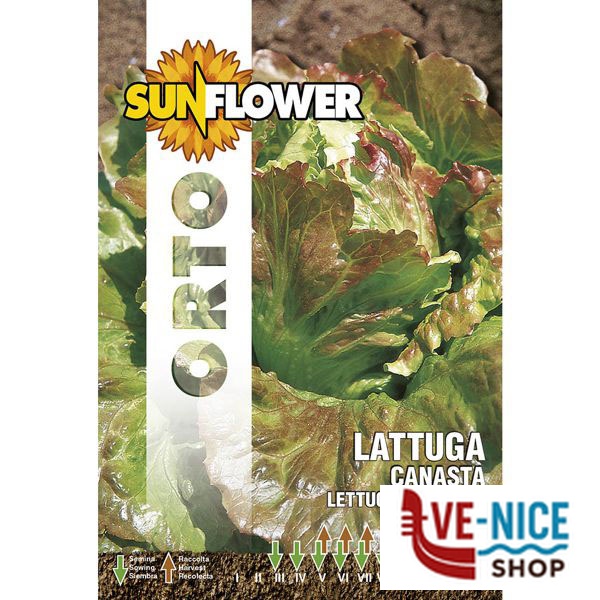 SEMENTI LATTUGA CANASTA SUNFLOWER SNO 79/72 SEMENTI F - immagine 4