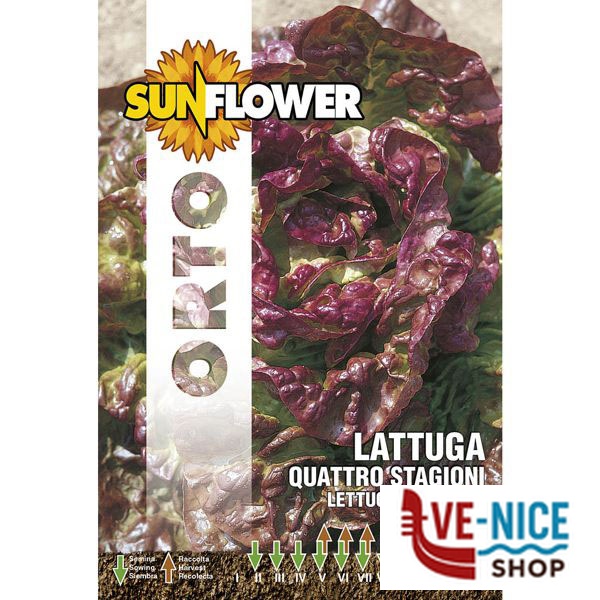SEMENTI LATTUGA QUATTRO STAGIONI SUNFLOWER SNO 79/5 SEMENTI F - immagine 2