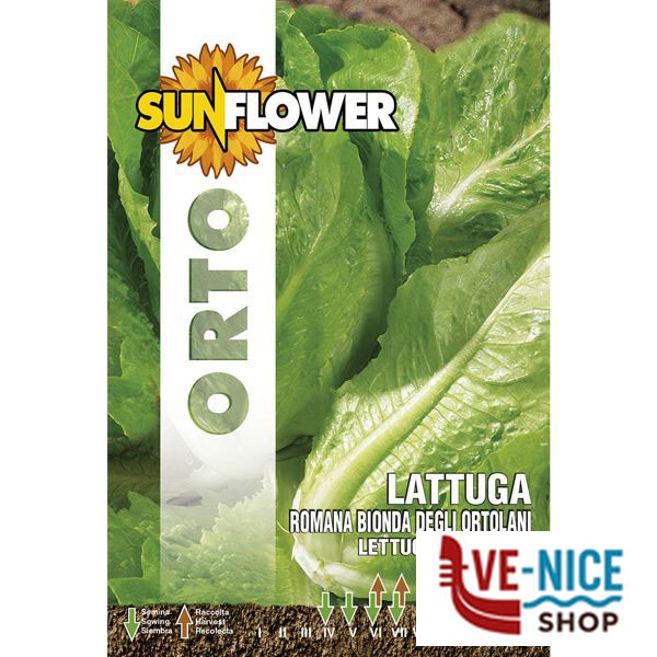 SEMENTI LATTUGA ROMANA BIONDA SUNFLOWER SNO 84/4 SEMENTI F - immagine 2