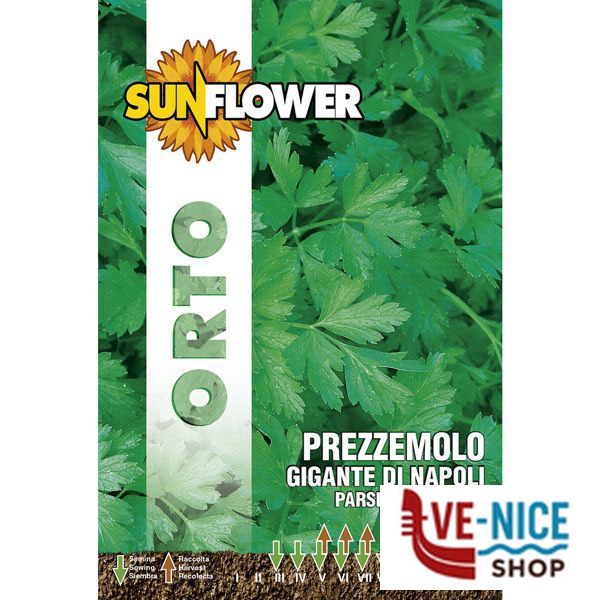 SEMENTI PREZZEMOLO GIGANTE DI NAPOLI SUNFLOWER SNO 108/2 SEMENTI F - immagine 3