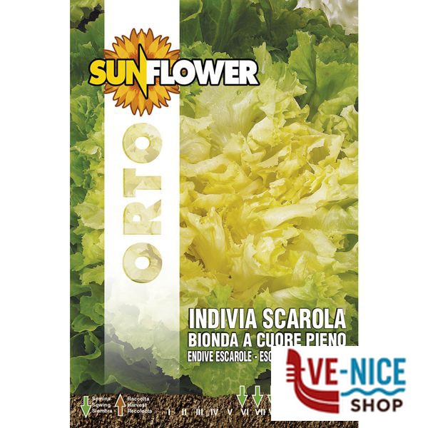 SEMENTI INDIVIA E SCAROLA SUNFLOWER SNO 121/2 SEMENTI F - immagine 2