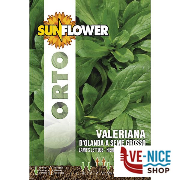 SEMENTI VALERIANA D'OLANDA SUNFLOWER SNO 140/3 SEMENTI F - immagine 2