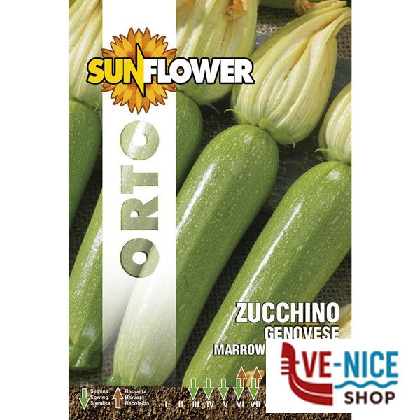 SEMENTI ZUCCHINO GENOVESE SUNFLOWER SNO 146/10 SEMENTI F - immagine 2
