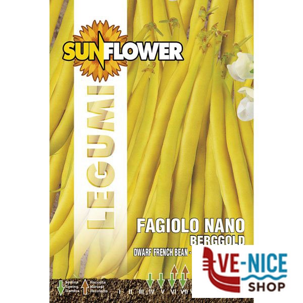 SEMENTI FAGIOLO NANO BERGGOLD SUNFLOWER SNL 60/27 SEMENTI F - immagine 2