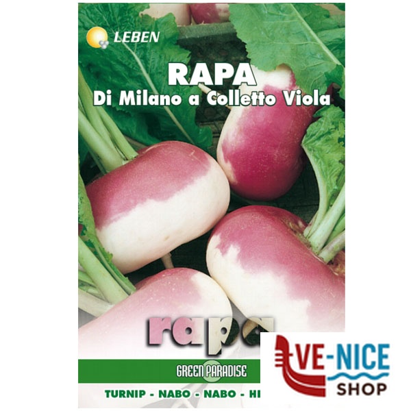 SEMENTI RAPA MILANO COLLETTO VIOLA LEBEN LBO 110/14 SEMENTI F - immagine 4